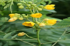 Senna occidentalis